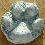 Animal Track/Spoor Casting Kit